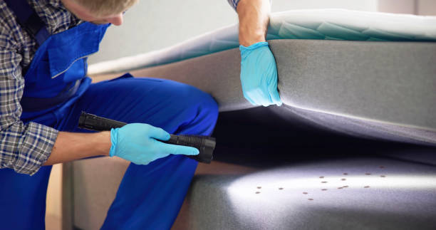 Best Ant Control Services  in Soh Willard, UT
